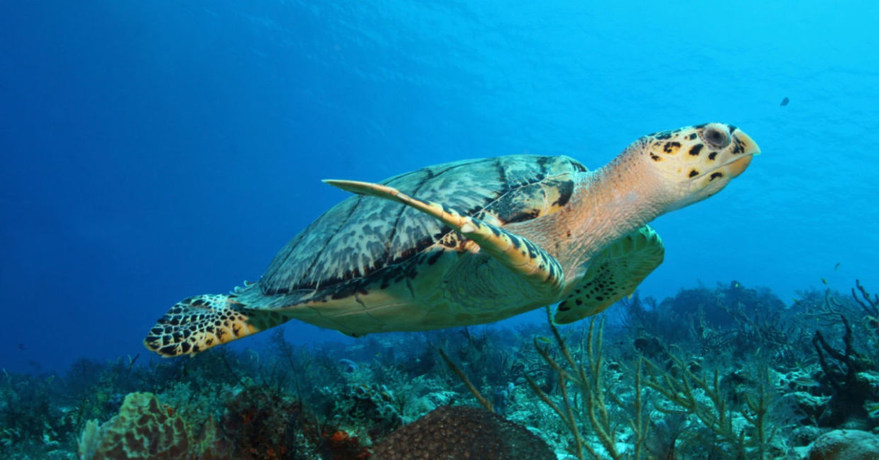 Close-up of a  baby turtle in the sea.