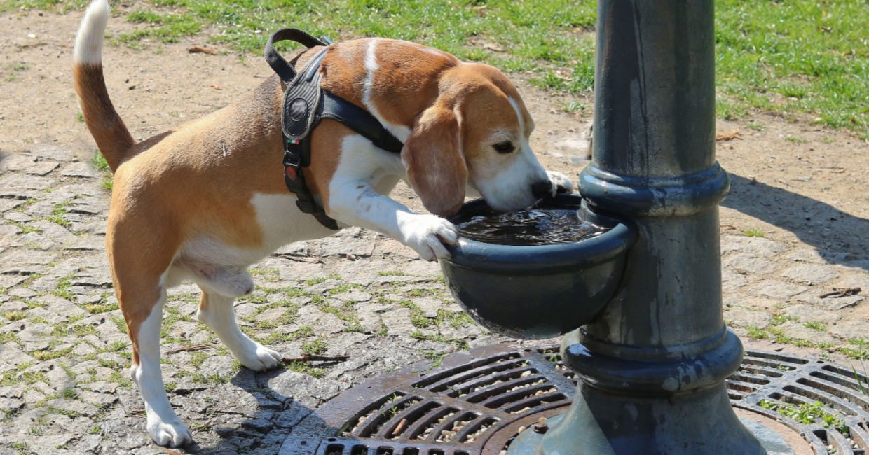 Pup drinking water at the dog park.