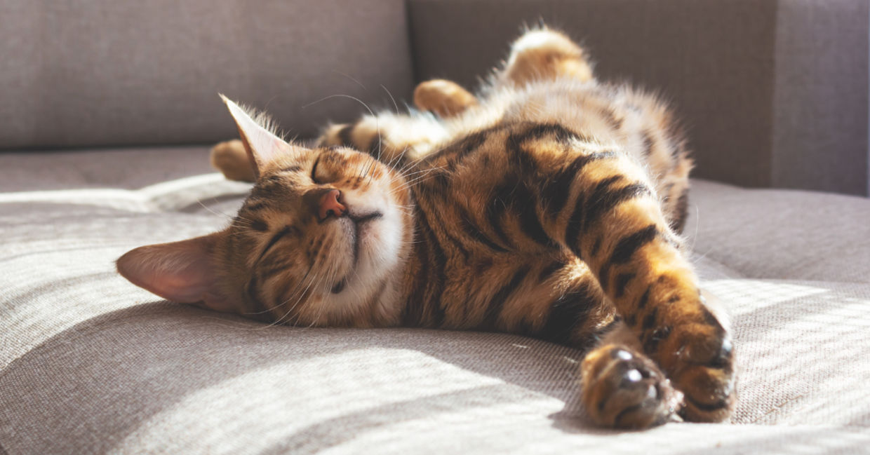 Cats sleep most of the day.