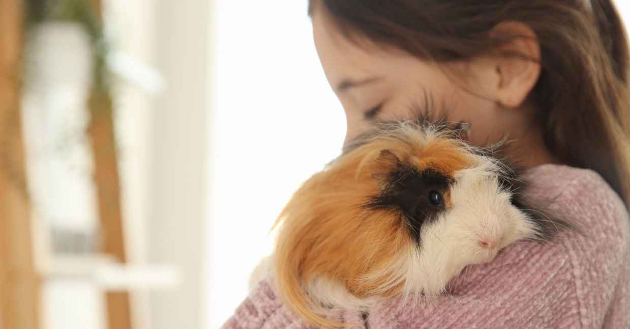 Cuddling with her pet guinea pig.