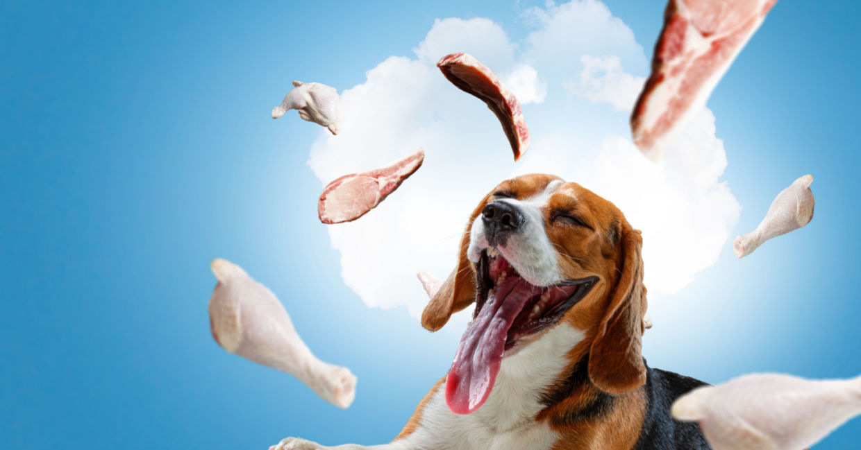 A dog dreaming about food.