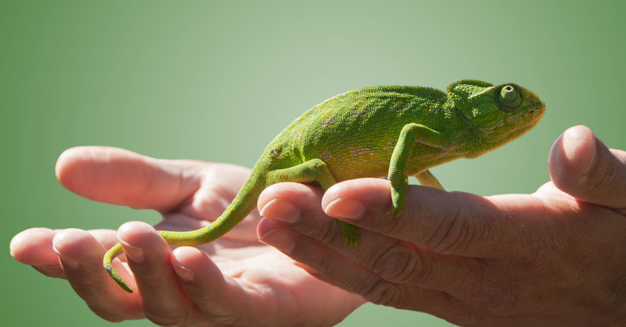 Holding a pet lizard
