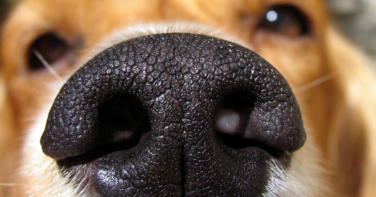 Close-up of a god's nose.