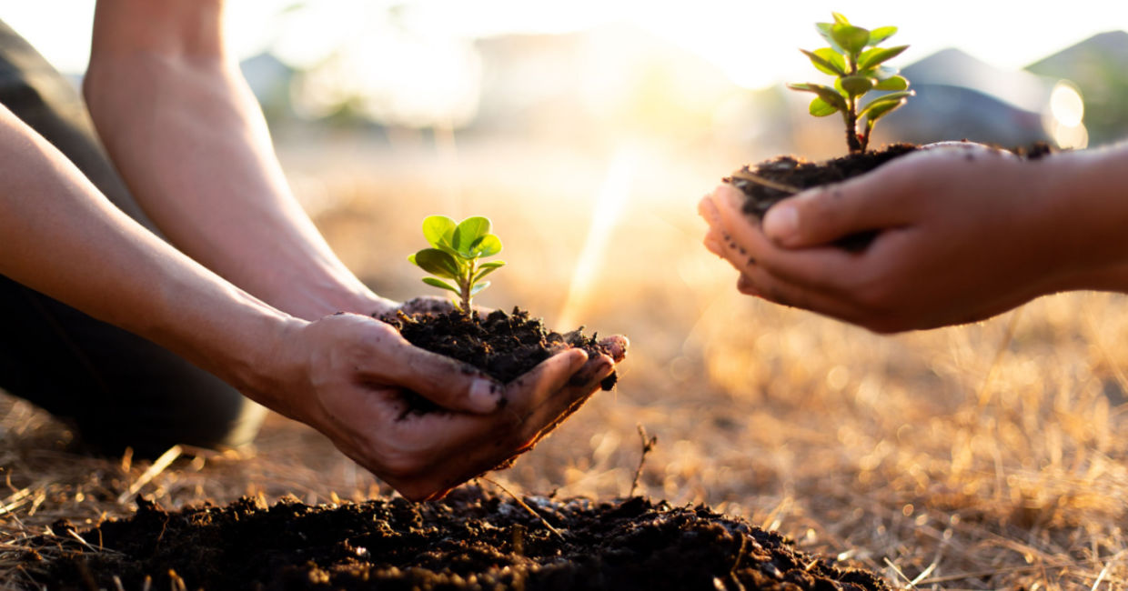 Planting trees to cool the city down.