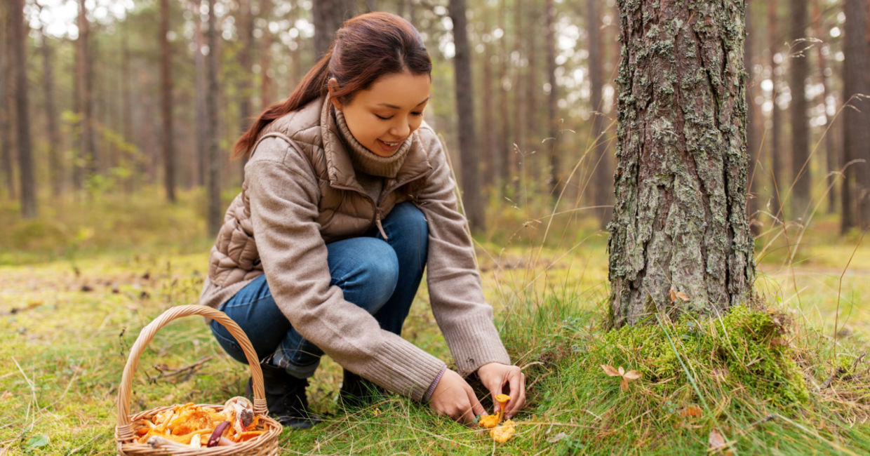 Picking mushrooms in a food forest.