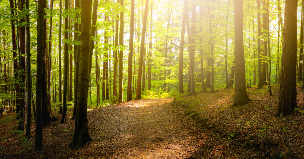 Forest trees with sidewalk of fallen leaves