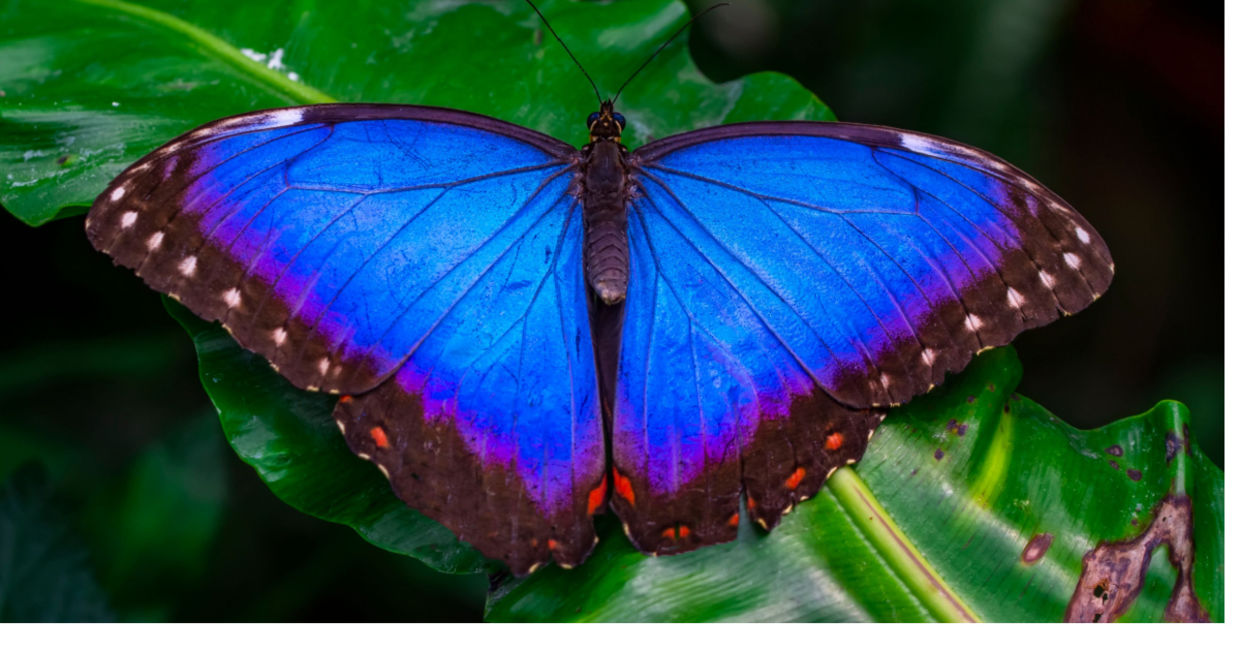 Morpho butterfly wings inspired the new cooling film.