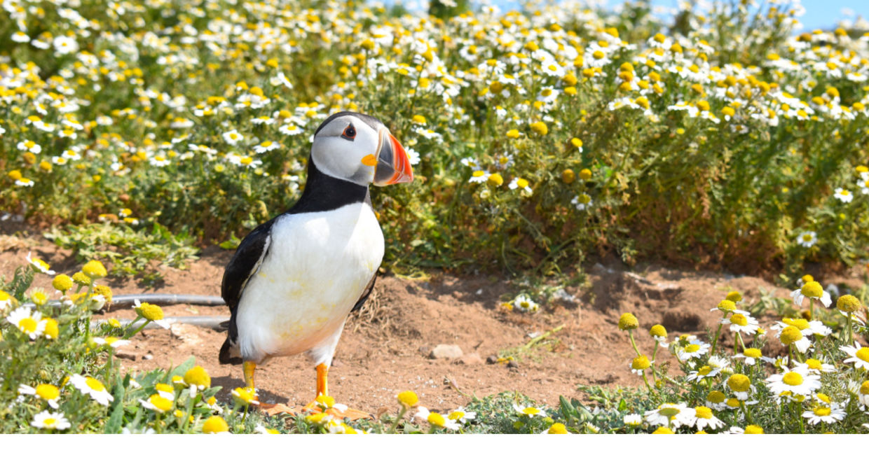 See wildlife while hiking on the Pembrokeshire Coast Path.