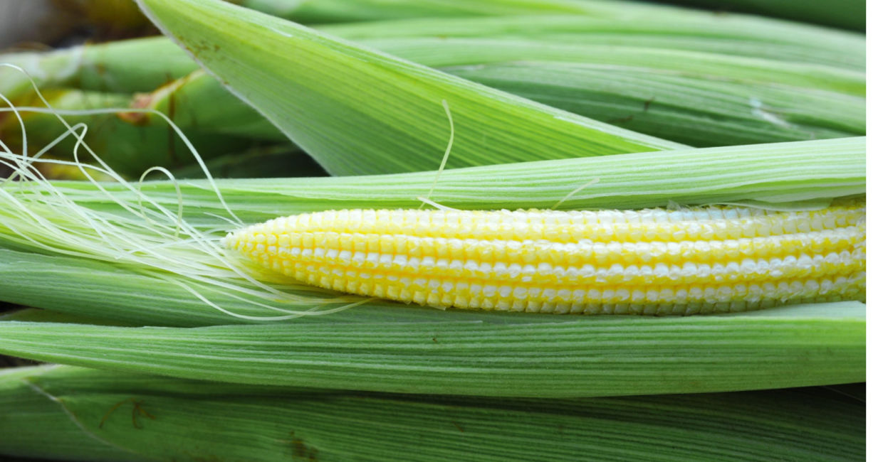 Baby corn that is ready to pick.