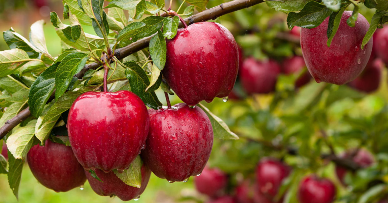 Apples that are ready to be picked.