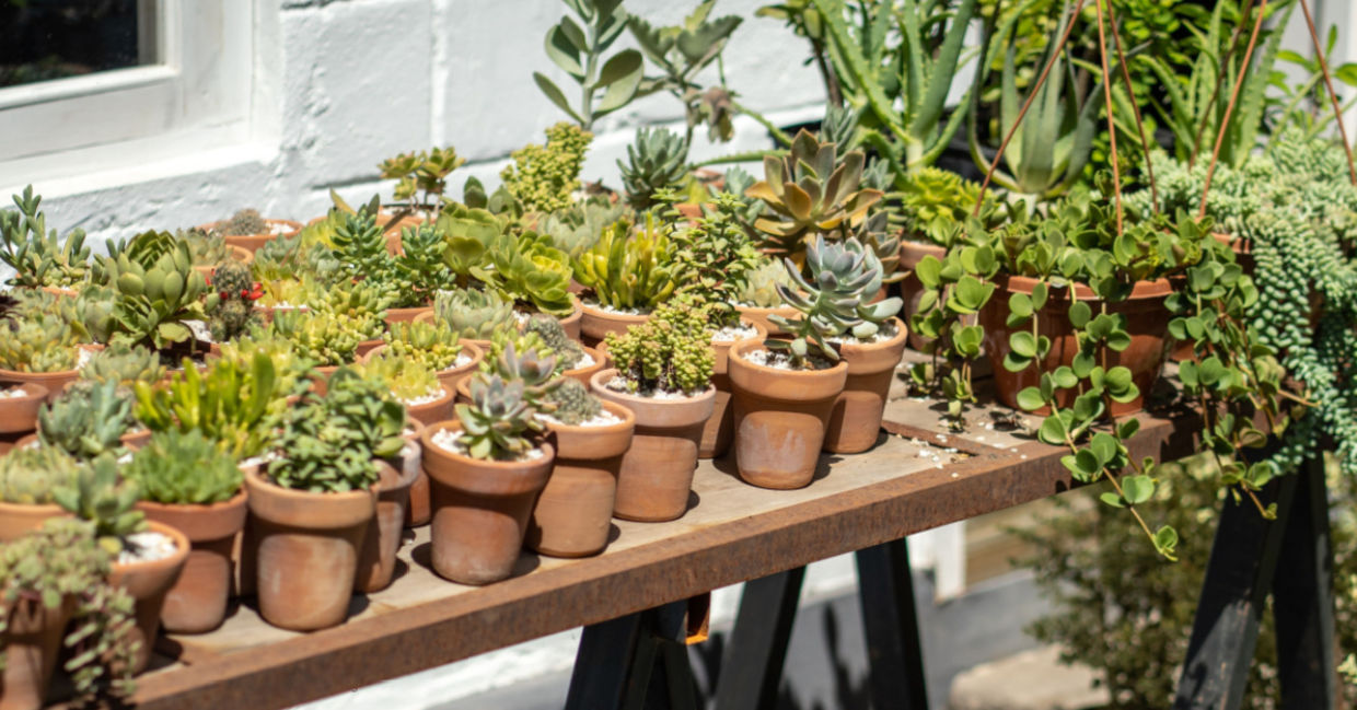 Plant exchange stand.