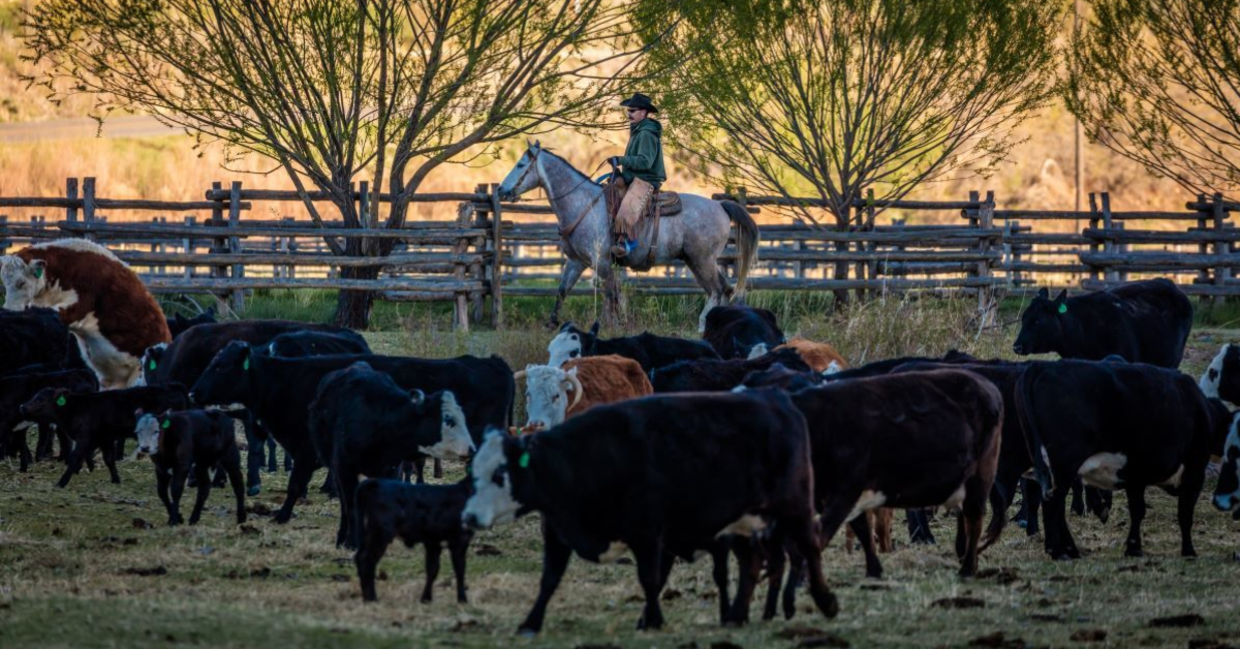 Rancher in Colorado.