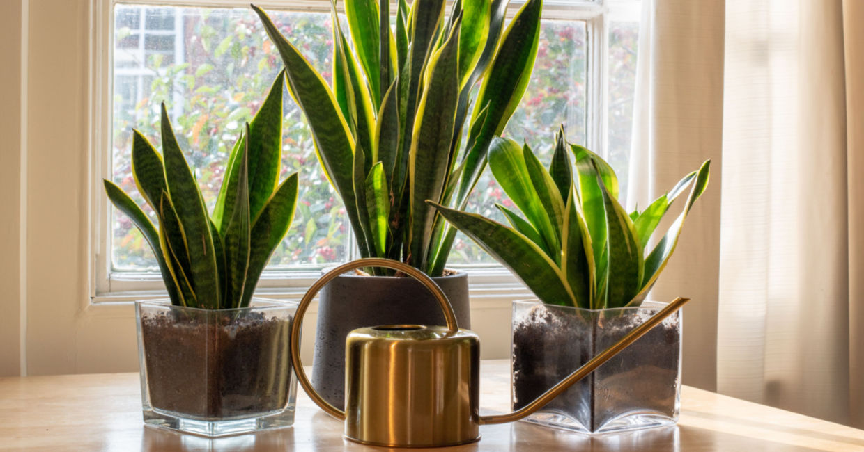 Snake plants survive on minimal care.