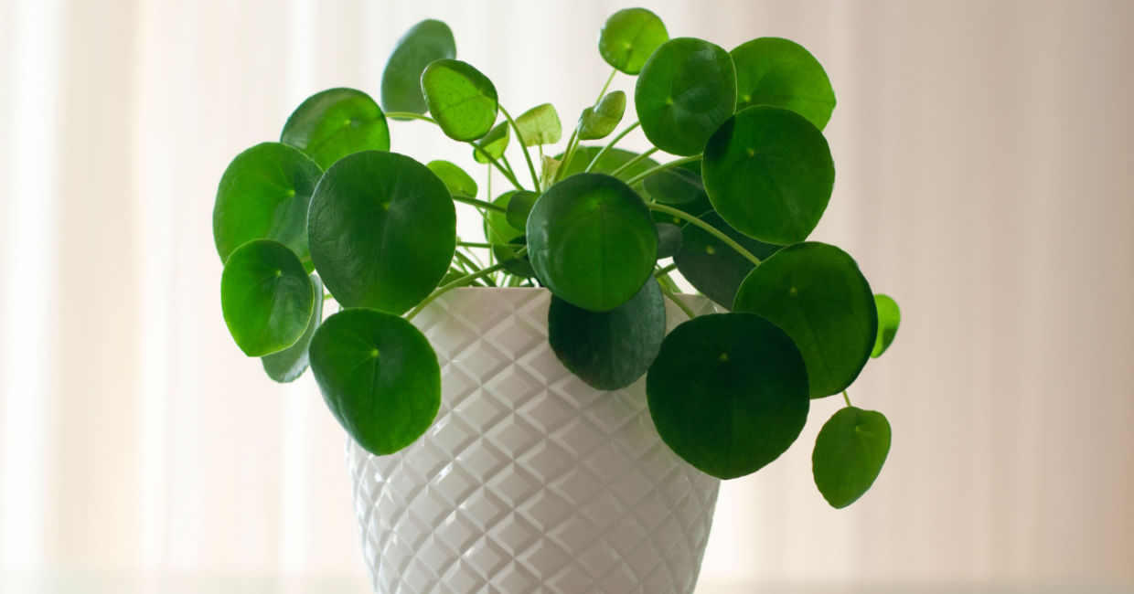 Chinese money plants are easy to care for.