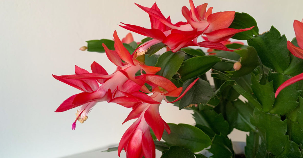 This blooming cactus is easy to care for.