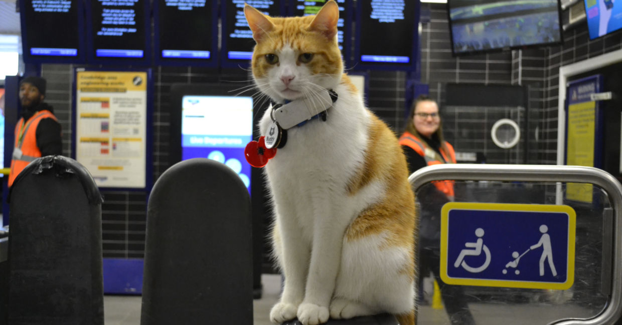 Nala at the train station.