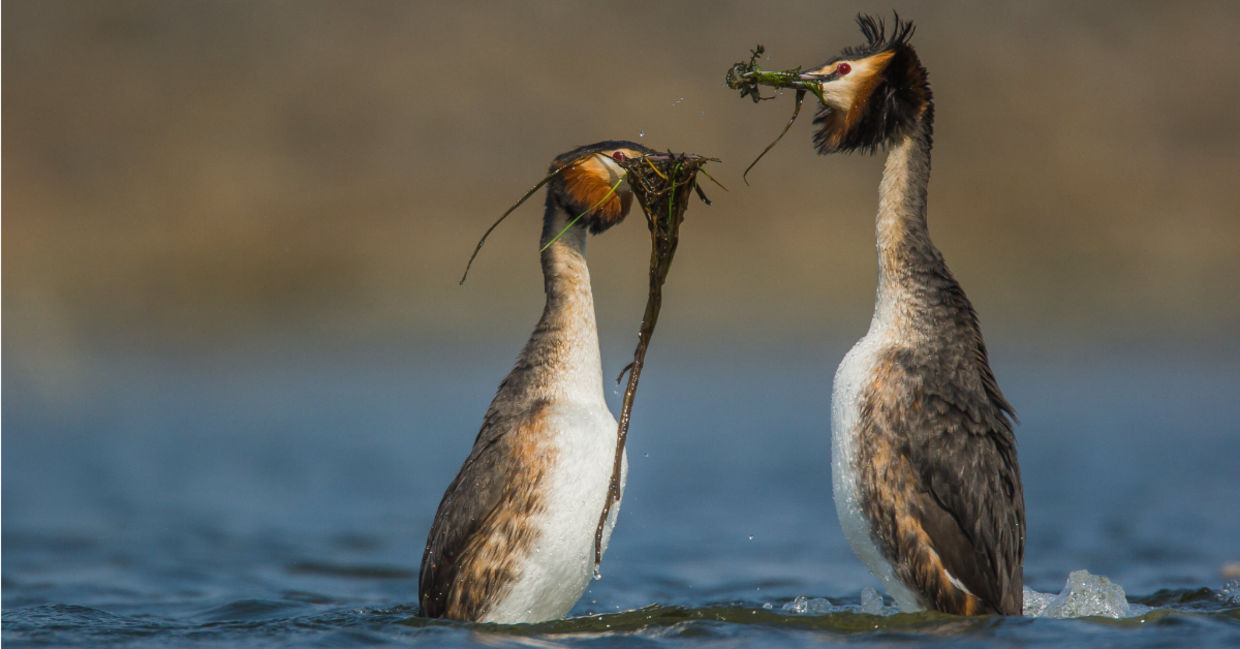 The mating dance of the pūteketeke.