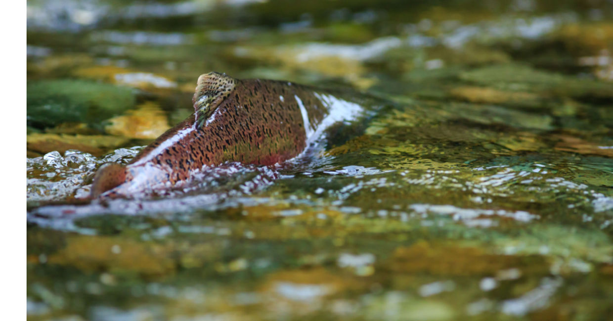 Chinook salmon spawning.