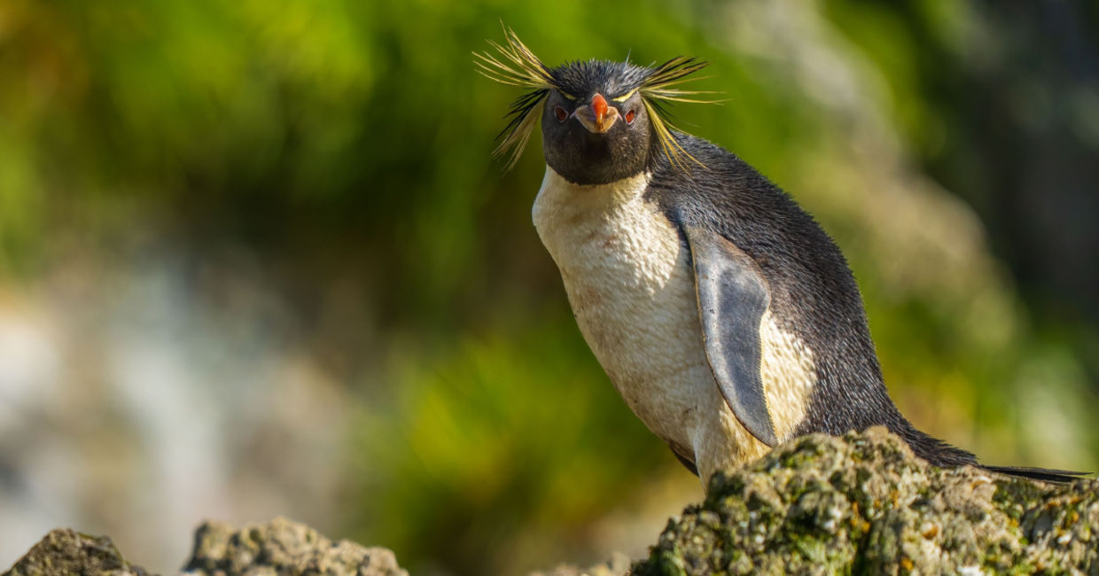 Eastern rockhopper penguins have bright coloring.
