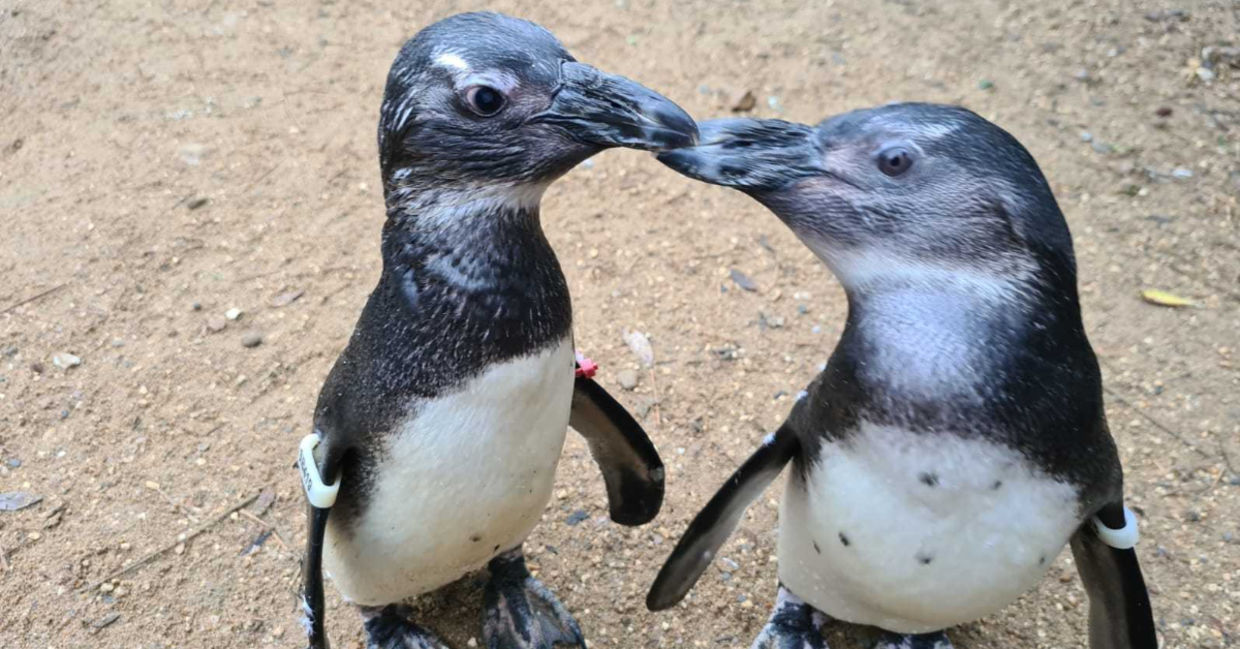 Penguin and Squid at Birdsworld.