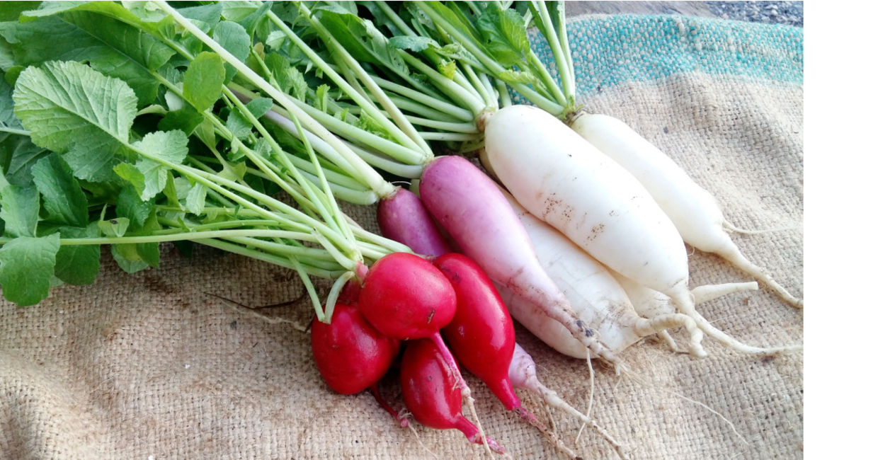 Globe and daikon radishes.