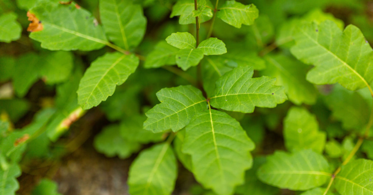 Get rid of poison oak with a DIY salt mixture.