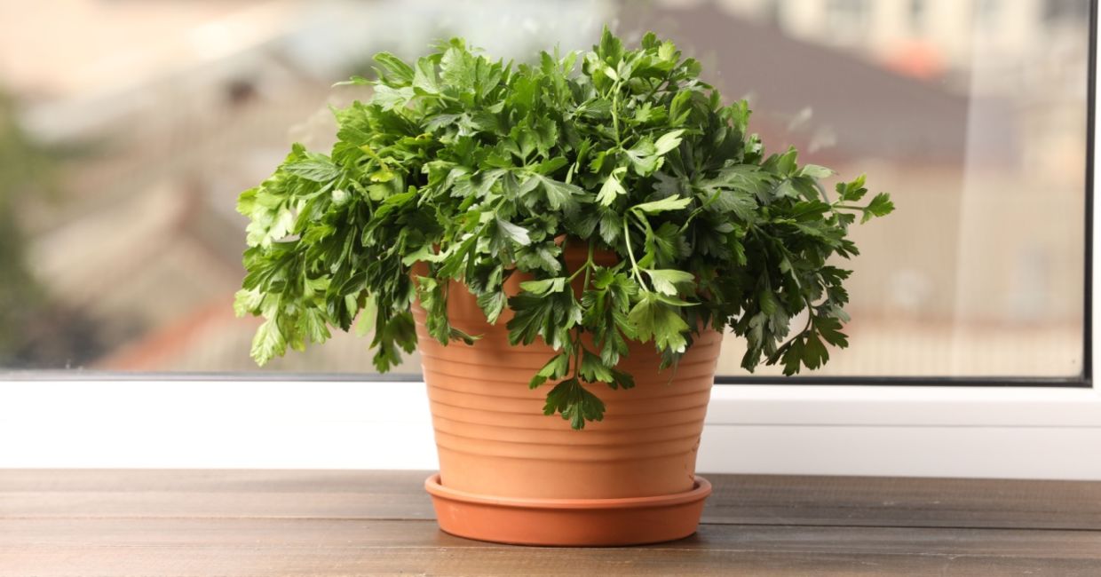 Parsley growing on a windowsill.