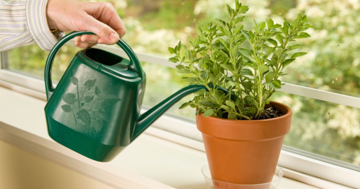 Watering an oregano plant.