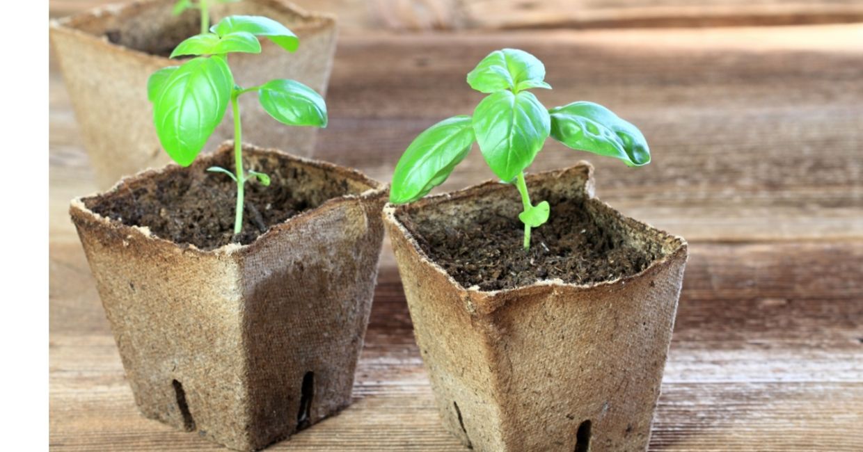Basil seedlings ready to plant.