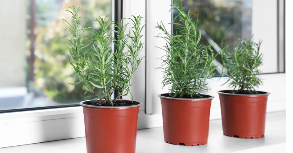 Growing rosemary indoors.