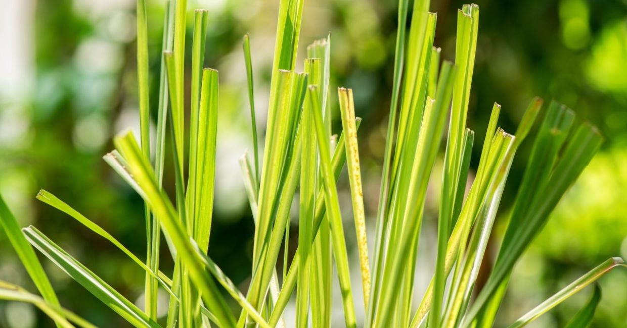 Lemongrass plants.
