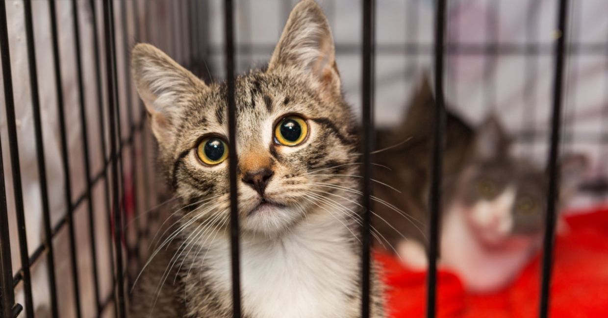 Shelter cat waiting for adoption.