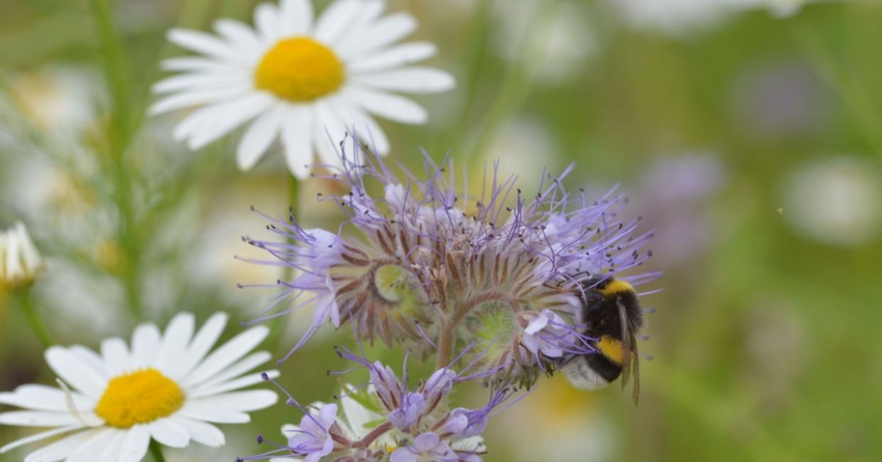 A bee on wildflowers.
