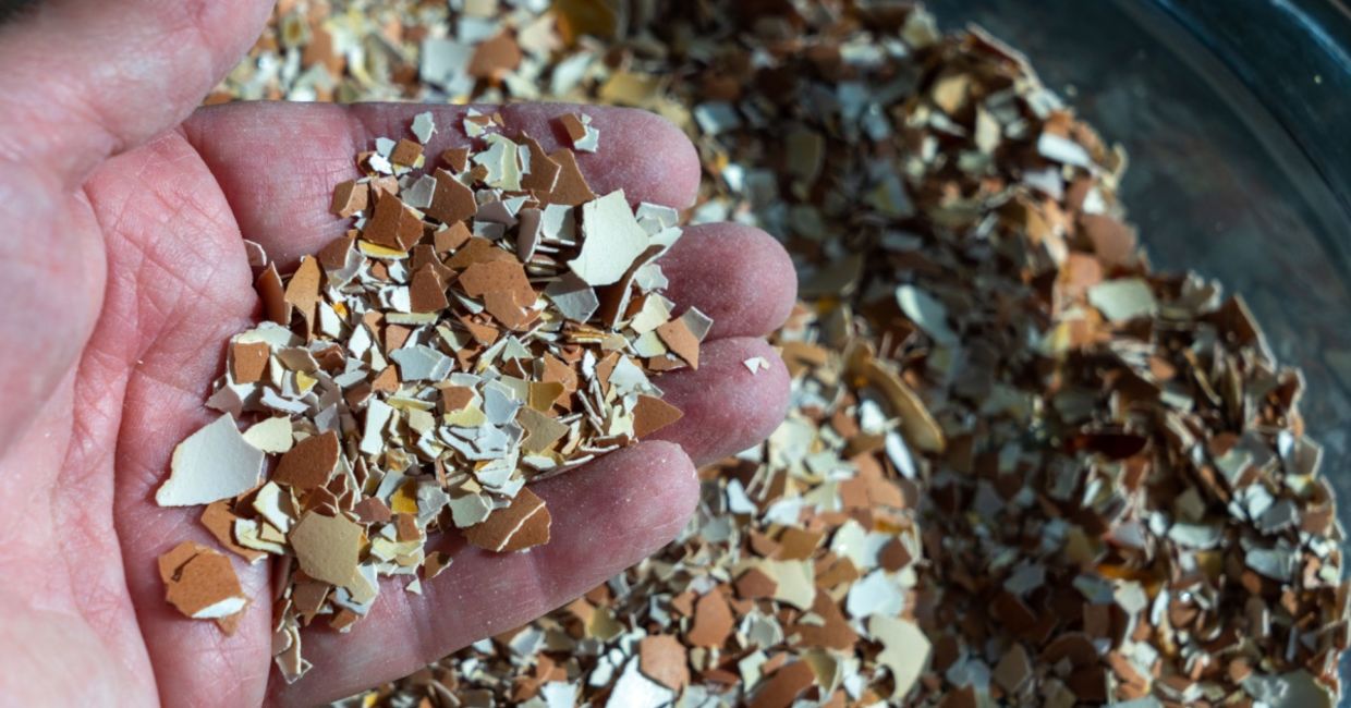 Egg shells are great for your garden.