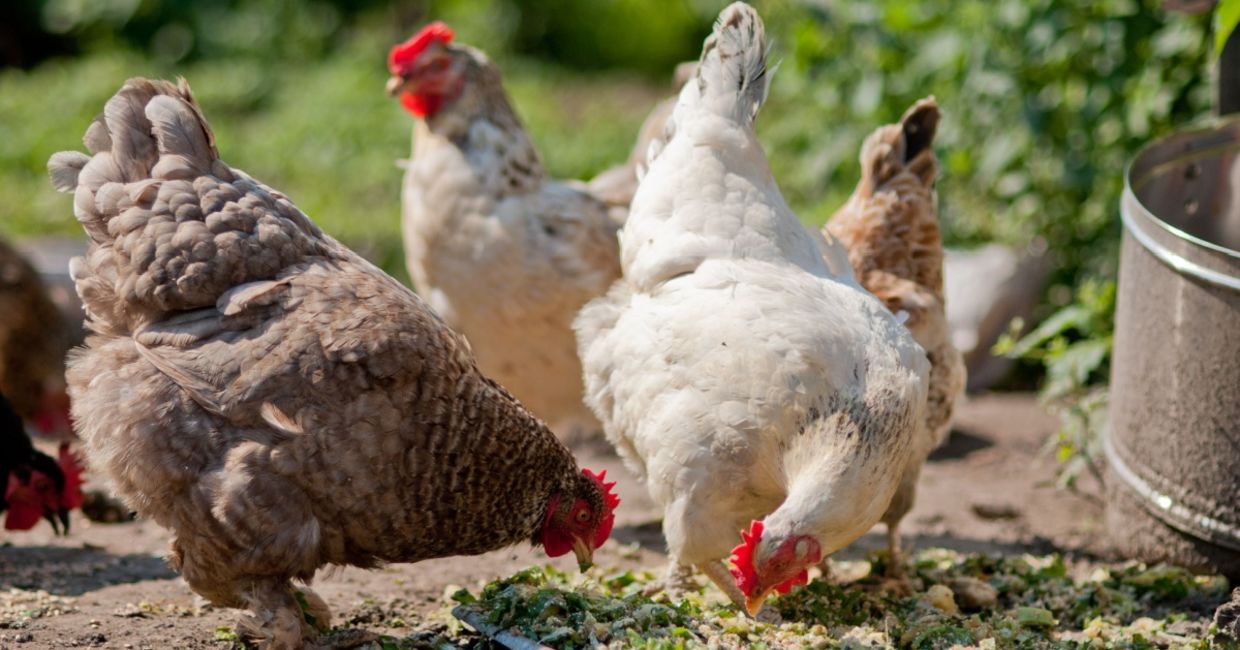 Chickens in a barnyard.