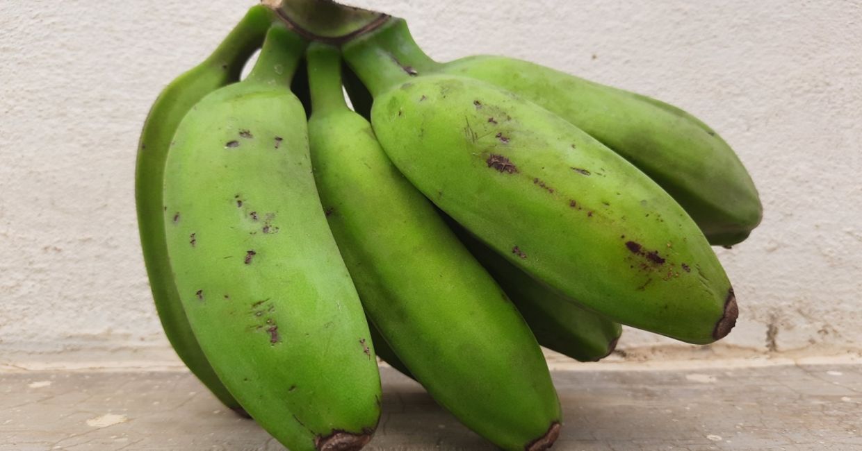 Unripe green bananas.