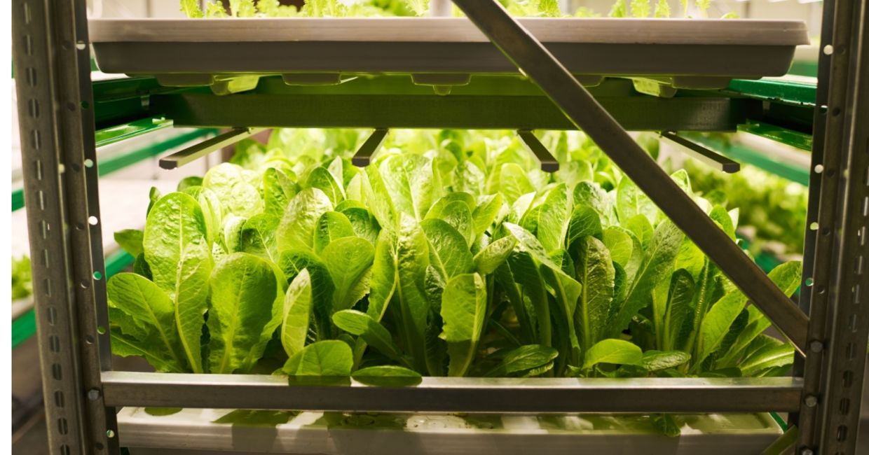 Vertically grown leafy greens.