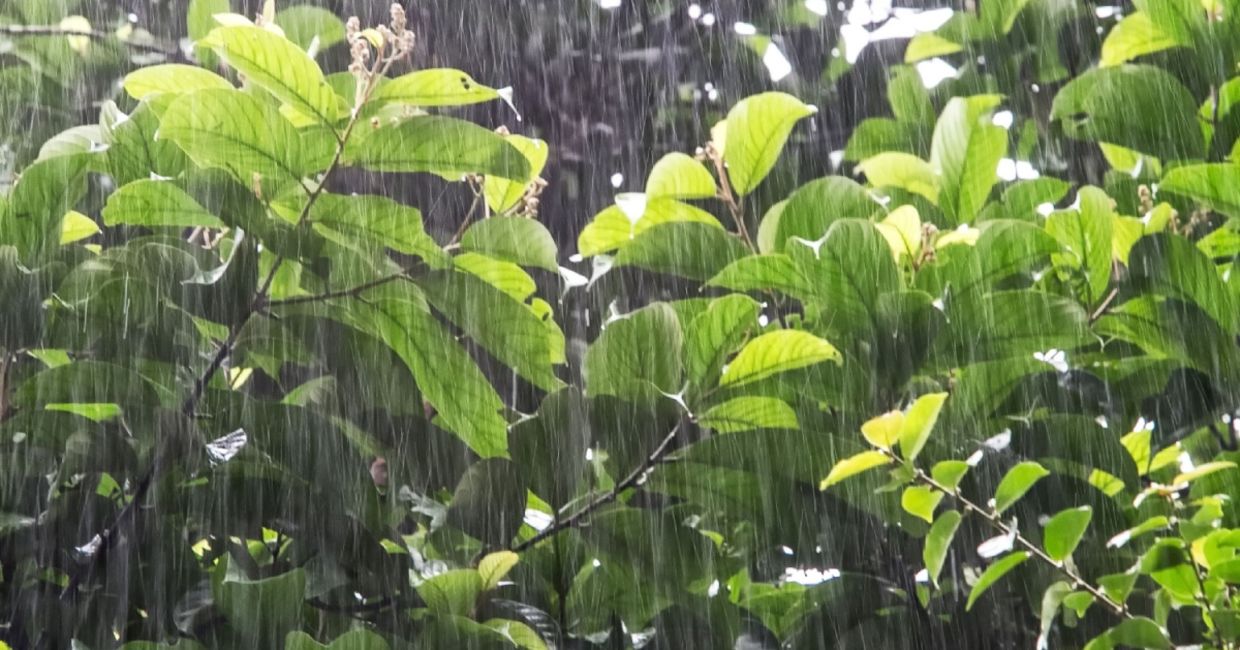 The sounds of nature are found in many popular songs.