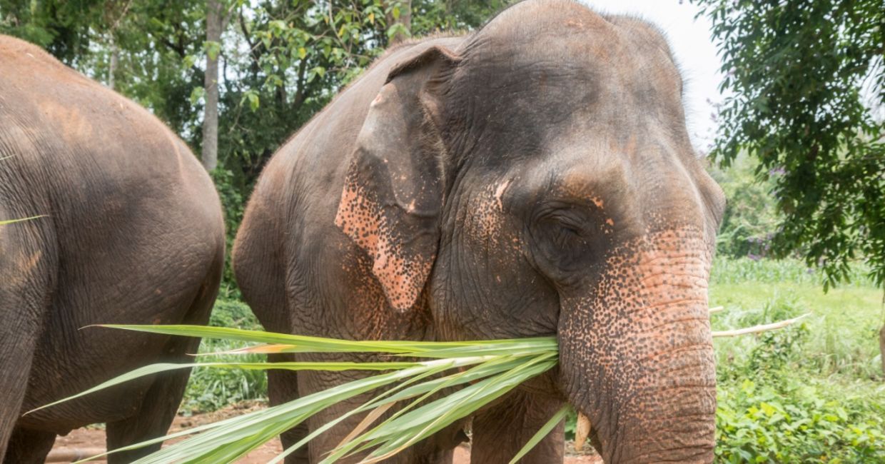 Contented elephants feeding at a sanctuary in Thailand.