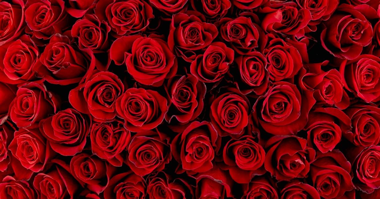 Red roses for Father's Day.