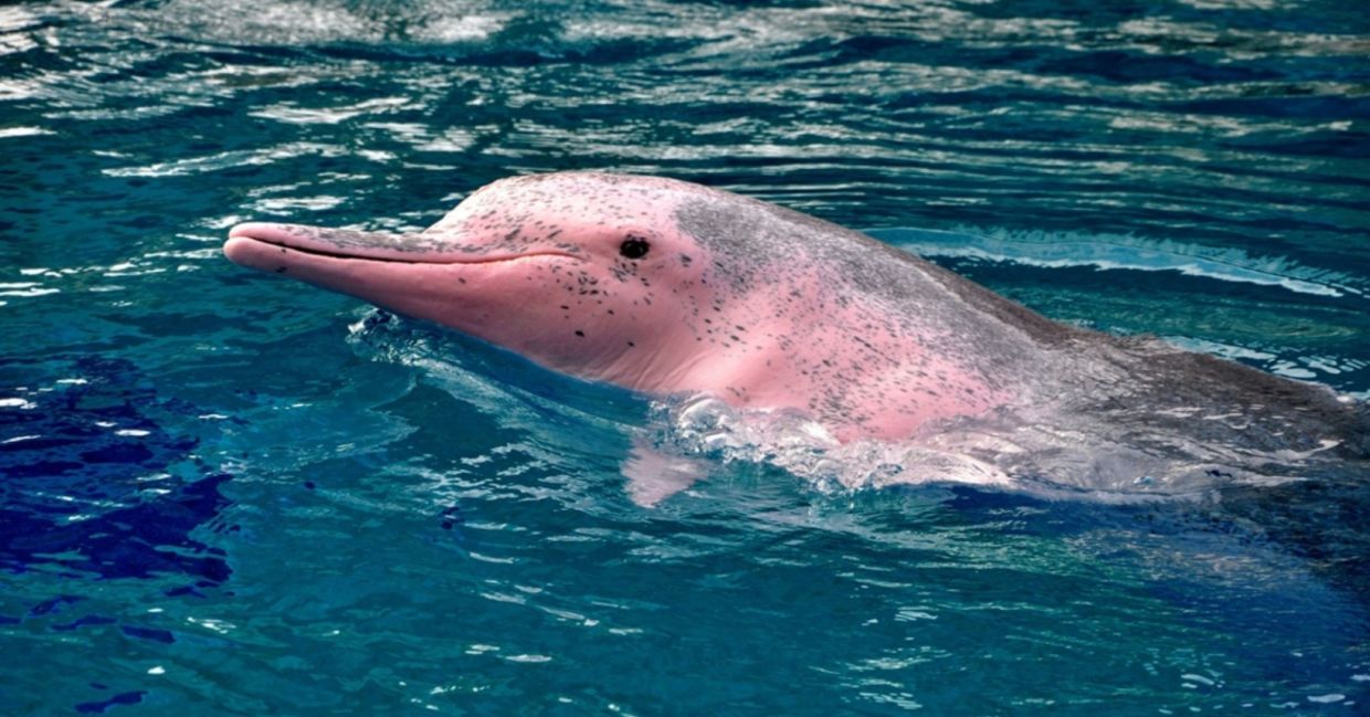 A real pink dolphin.