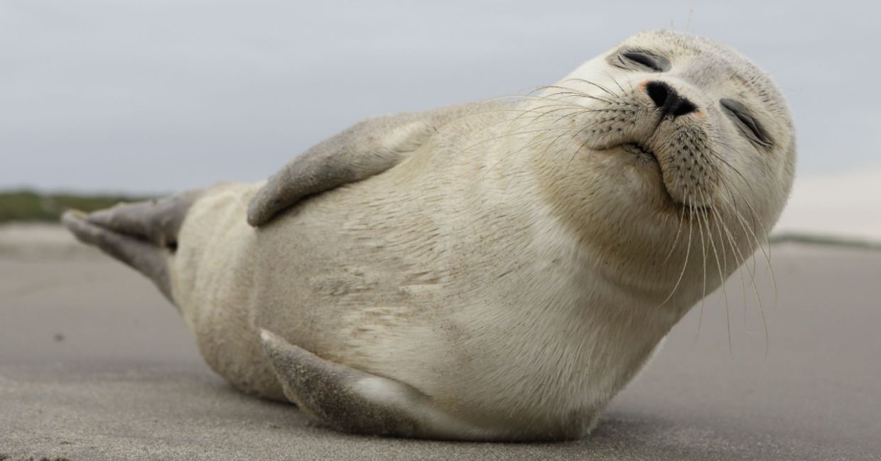 A young grey seal pup with something of an outgoing personality, and who just seems to play to the camera!