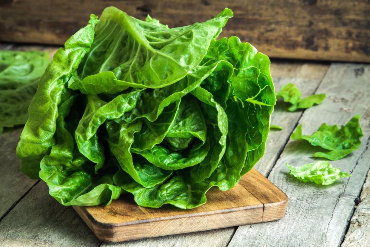 Healthy romaine lettuce.