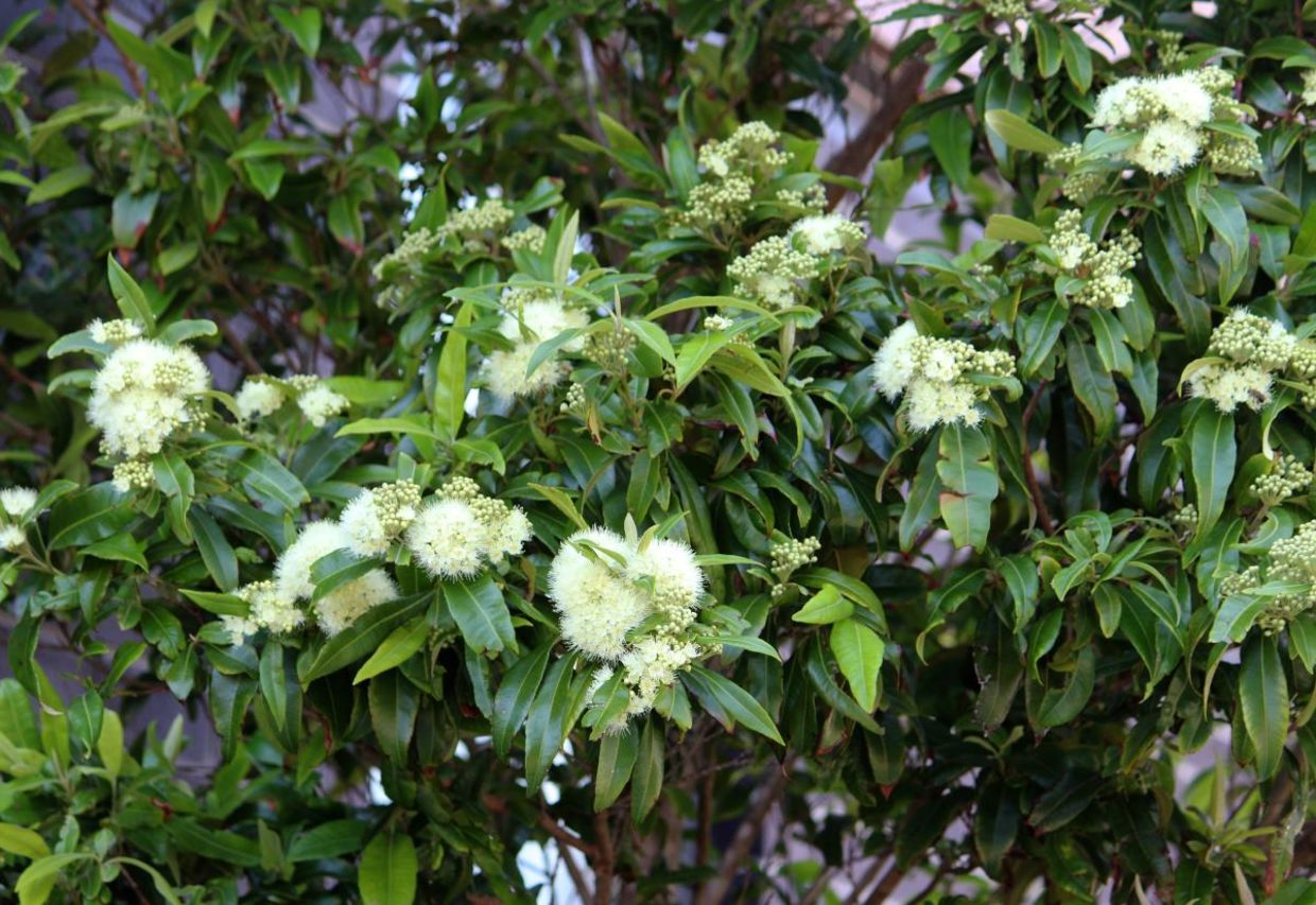 Flowers of a lemon myrtle tree.