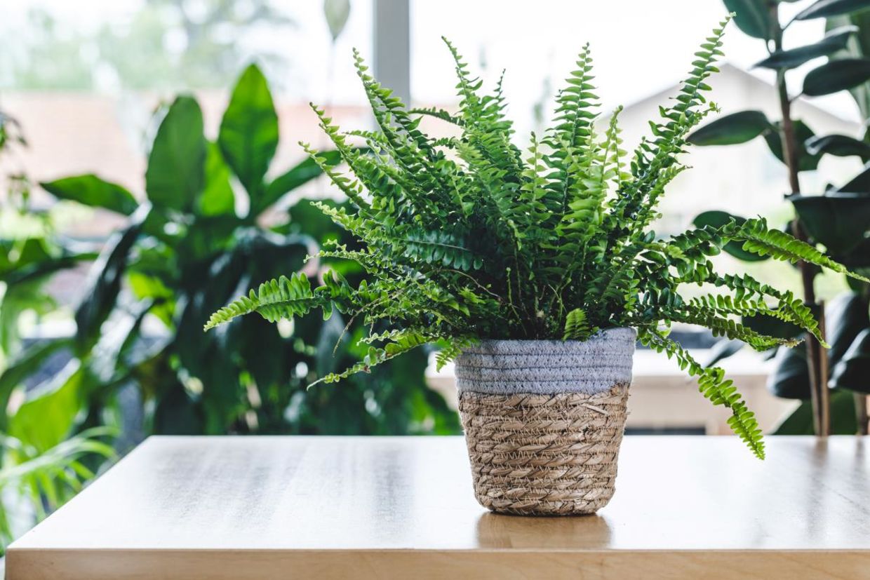 Boston ferns absorb moisture from the air.