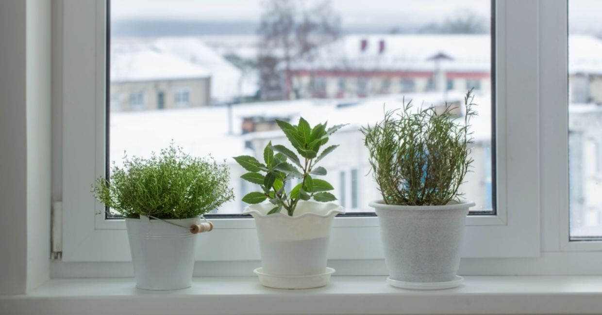 Growing herbs indoors.