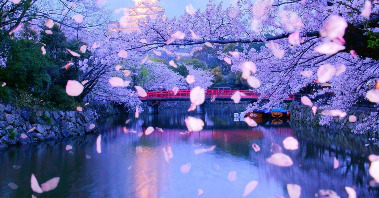 Falling cherry blossom petals show how transient nature can be.