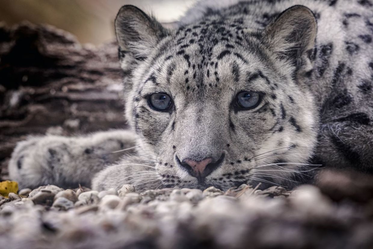 A snow leopard found in the rugged mountain ranges of Central Asia.