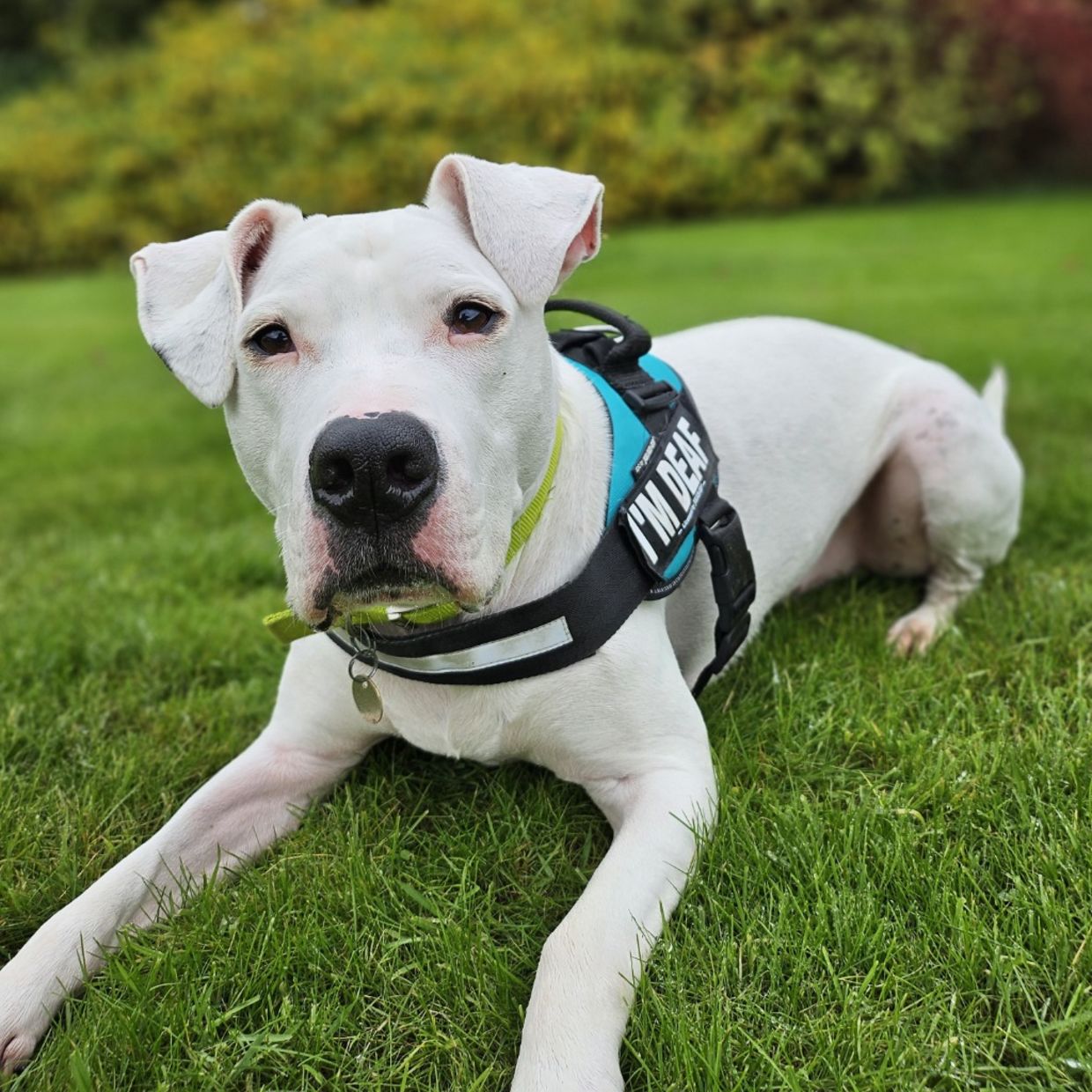 Reggie is a six-year-old deaf mixed  breed dog who needs a home.