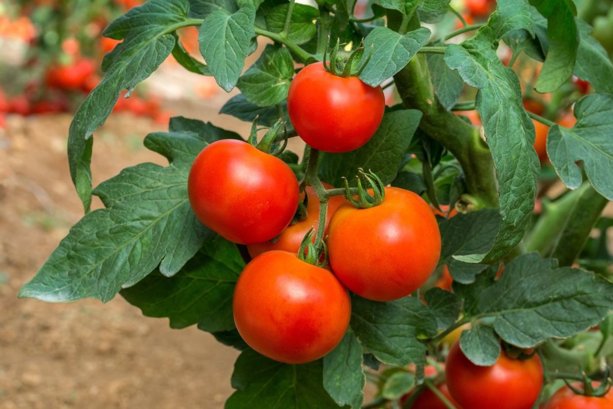 Vine ripened tomatoes.